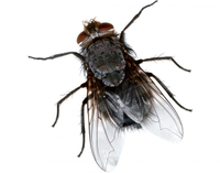 Flies image