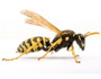 WASPS image