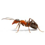 ANTS image